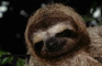 Sloth Music Video