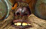 Endor Vengeance Unleashed