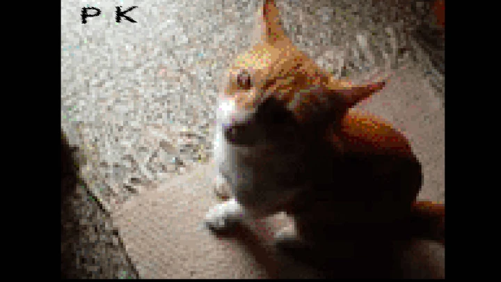 Hit Ciro the kitten!