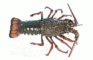 Night of the Rock Lobster
