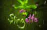 Slingette