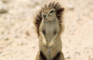 [KK]LiveActionSquirrel #2