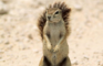 [KK]LiveActionSquirrel#14