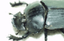 Dung Beetle I