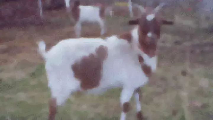 Real Goats 4 U