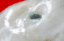 Blobfish Gets Pumped