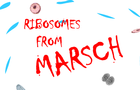 Ribosomes!