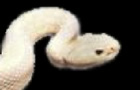 ph33r albino chimera