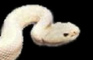 ph33r albino chimera