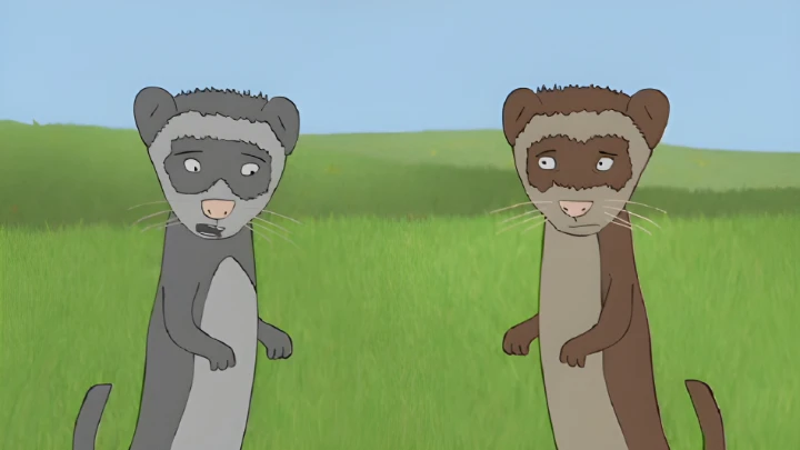 Ferrets