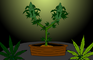 The Cannabis Plant