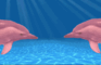 El daily life of dolphins