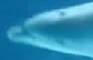 Ecko the dolphin