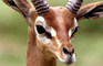 the gazelle collab