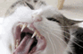 Yawnin Cat Collab