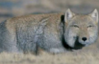 Tibetan Fox