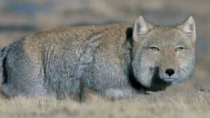 Tibetan Fox