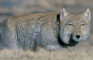 Tibetan Fox