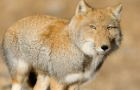 Tibetan Fox Returns