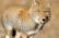 Tibetan Fox Returns