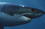 Shark Week: Degrassi