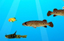 The Trial of Fish