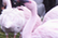 Flamants Roses Puzzle