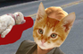 Cat Day Teaser