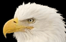 The Bird!