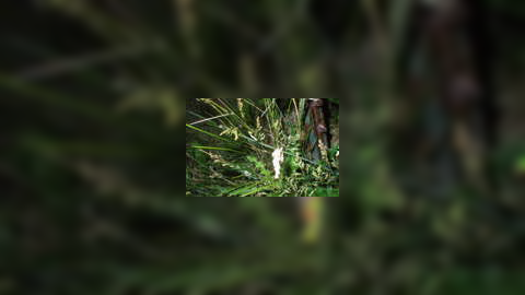 Refraction Tutorial