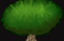 forbidden tree