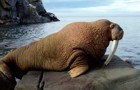 The walrus god