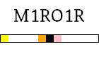 M1RO1R