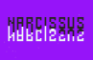 Narcissus