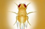 Curse of the Golden Fly