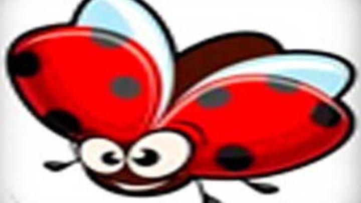 Beetle Bob