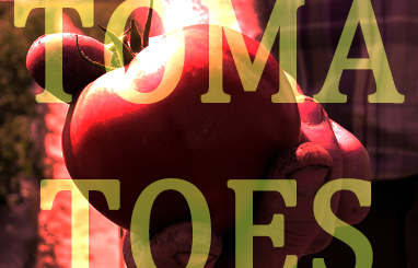 tomato plash tomato plash