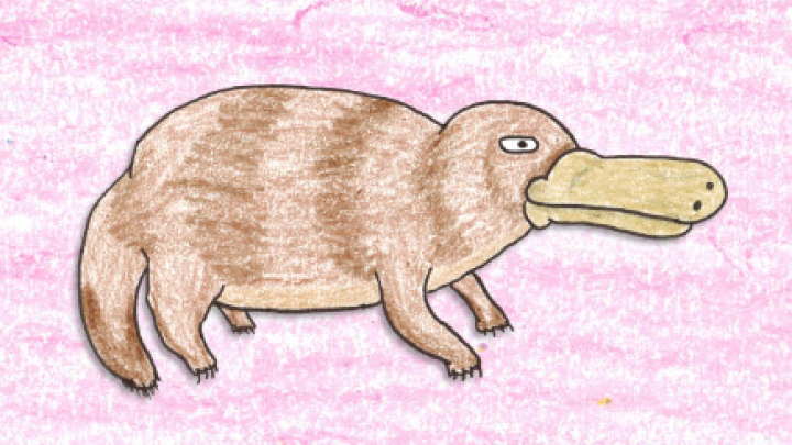 The Loneliest Platypus