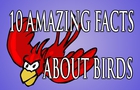 10 Amazing Facts About Birds