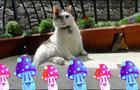Sir Snowy..The Italian-Cats-A-Nova's..&amp;quot;Jivin' Happy Song!&amp;quot;