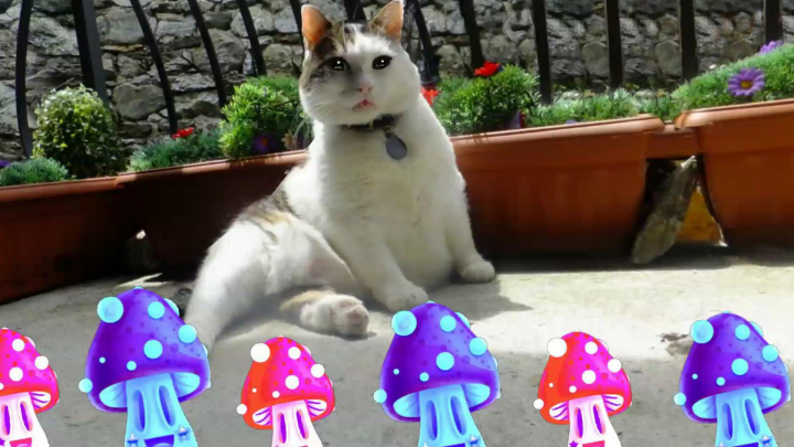 Sir Snowy..The Italian-Cats-A-Nova's.."Jivin' Happy Song!"