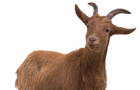 Custom goat creator