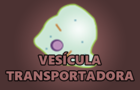 Vesícula Transportadora