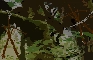 Real Blair Witch Project