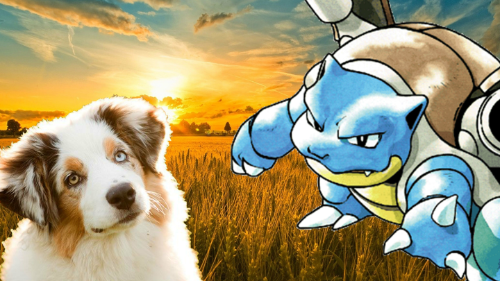Dogs vs Pokemon GO
