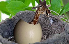 Giraffes and eggs