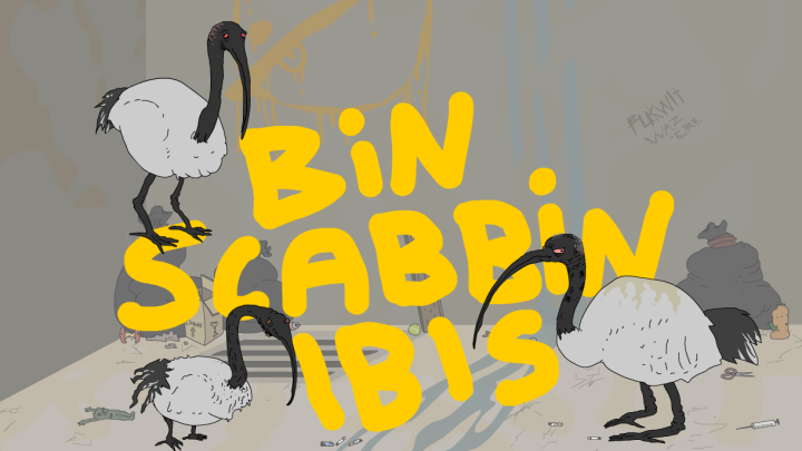 Bin Scabbin' Ibis