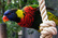 Parrot Swap Escape