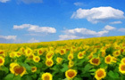 Amajeto Sunflowers