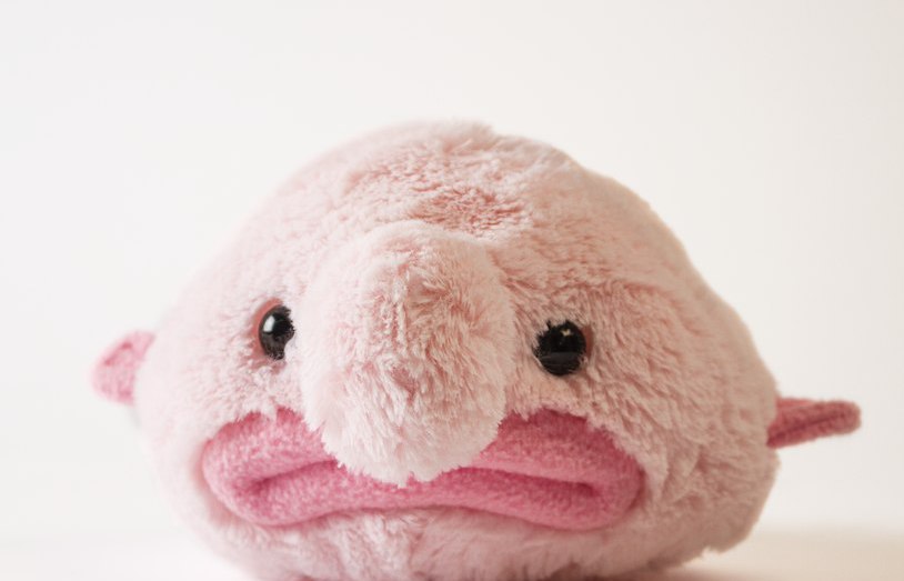 BlobFish